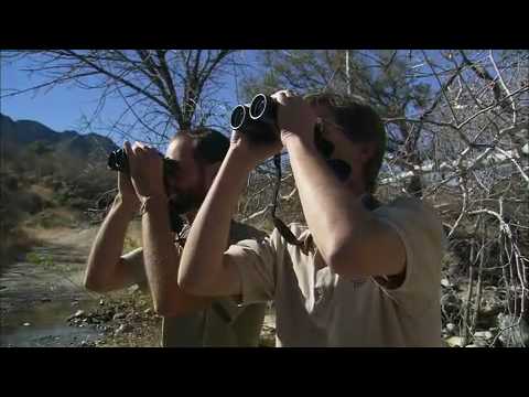 Birding: Big Business in Arizona