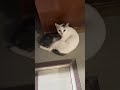 A mother's love🫶🏼 she love her kitten #catmoments #shortvideo