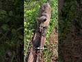 Kenapa Kucing Perlu dipotong Kukunya?