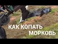 Как копать морковь минитрактором