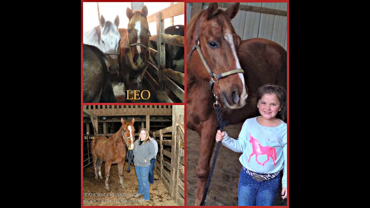 [Wikipedia] The Copper Horse