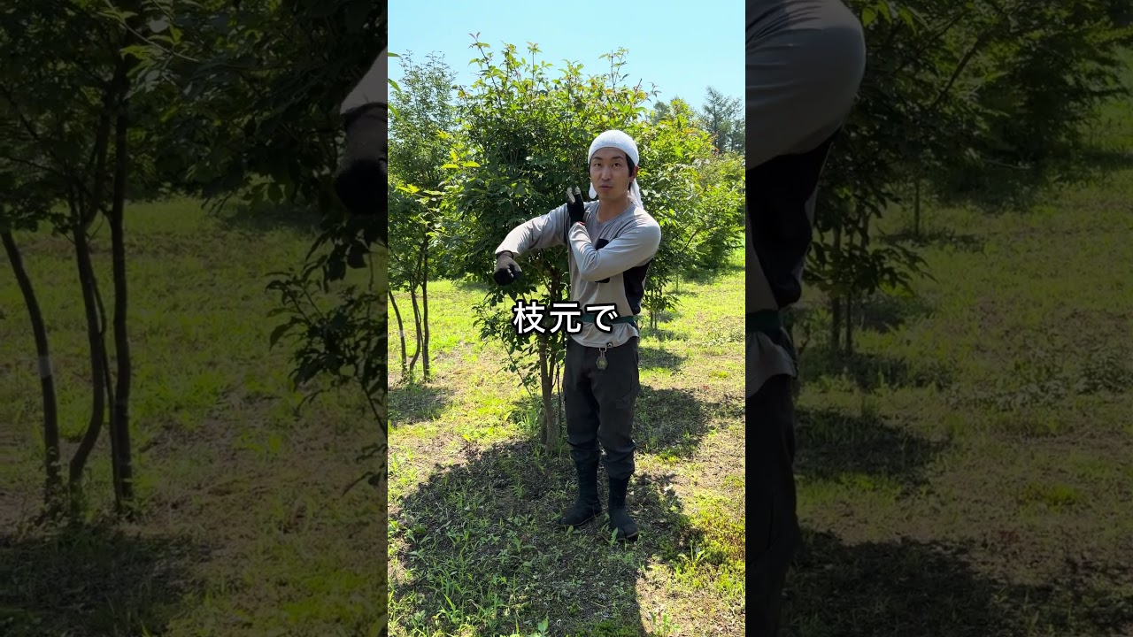 失敗せずに木をさっぱりさせる方法　#園芸 #ガーデニング #shorts