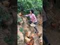 Harvest Chicken Eggs Farm #eggfarm #chickeneggs #chicken #viralvideo #animal #eggs #ytshorts