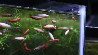 Baby Bettas Growing Up! (the Tancho spawn is finally marbling)