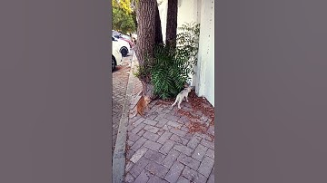 #القرآن_الكريم #راحة_نفسية #تلاوة_خاشعة #cat #المصحف #cuteanimal #lifeisbutadream #kitten #الرحمن