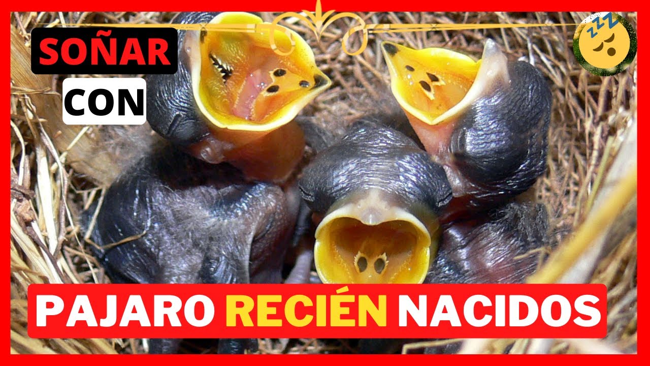 Que significa soñar con un pajaro