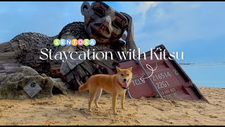 [VLOG] Weekend pet staycation on Sentosa with Shiba | MarketHall | Sofitel Resort | Palawan Beach