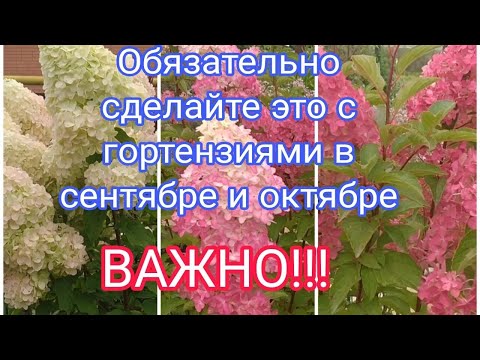 ОЧЕНЬ ВАЖНО СДЕЛАТЬ ЭТО С ГОРТЕНЗИЯМИ ДО СЕРЕДИНЫ ОКТЯБРЯ.👍👍👍☝️🌺🌺🌺