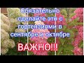 ОЧЕНЬ ВАЖНО СДЕЛАТЬ ЭТО С ГОРТЕНЗИЯМИ ДО СЕРЕДИНЫ ОКТЯБРЯ.👍👍👍☝️🌺🌺🌺