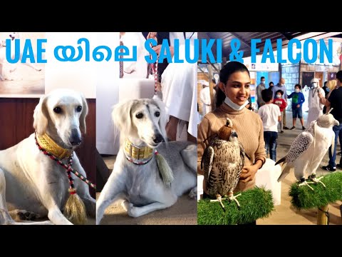 UAE യിലെ സലൂക്കി ഡോഗ്‌സും ഫാൽകണും | Saluki | Falcon | Dogs in UAE | Dog Race | Falconry | Dog Breeds