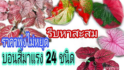 Ready go to ... https://youtube.com/playlist?list=PLC2PsC-UnhRVTBLZhIrMYhxT-WVCx-L4P [ à¸à¸­à¸à¸ªà¸µ à¹à¸à¸·à¹à¸­à¹à¸£à¸µà¸¢à¸à¸£à¸¹à¹]
