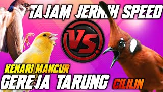 FULL TAJAM‼️GEREJA TARUNG KENARI SAMBUNG CILILIN PANJANG || MASTERAN MURAI CAKIJO CENDET