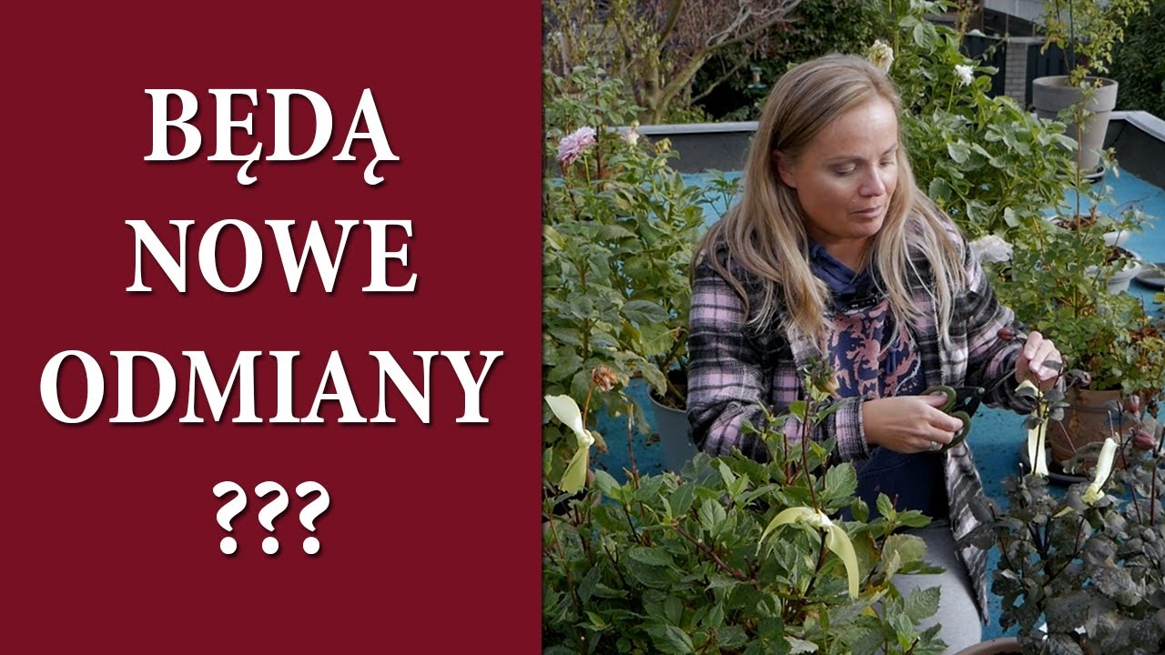 Jak zebrać nasiona DALII krok po kroku / Dalie czy powstaną nowe odmiany ? / MrsGarden