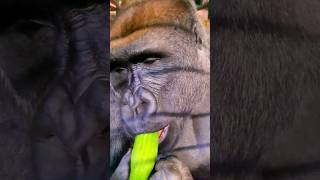 Crunchy And Refreshing! #Gorilla #Eating #Asmr #Satisfying