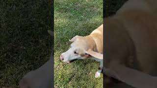 Frisbee Friday 🐶🤩