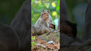 Adorable and lovely baby monkey videos monkey animals adorable cute funny babymonkey lovely