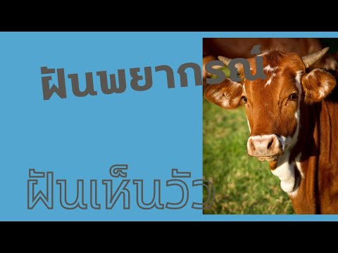 Ready go to ... https://youtu.be/ejvFOr-ycZM [ à¸à¸±à¸à¹à¸«à¹à¸à¸§à¸±à¸§ | dream about cow]