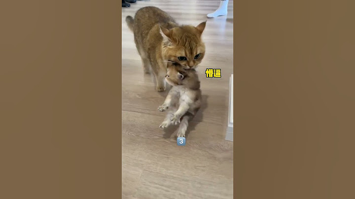 【牛奶是只猫】显眼包！果然智商都是遗传的哈哈哈哈