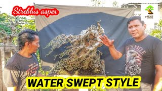 Bonsai Serut -bonsai trees (@abadibonsai6982)