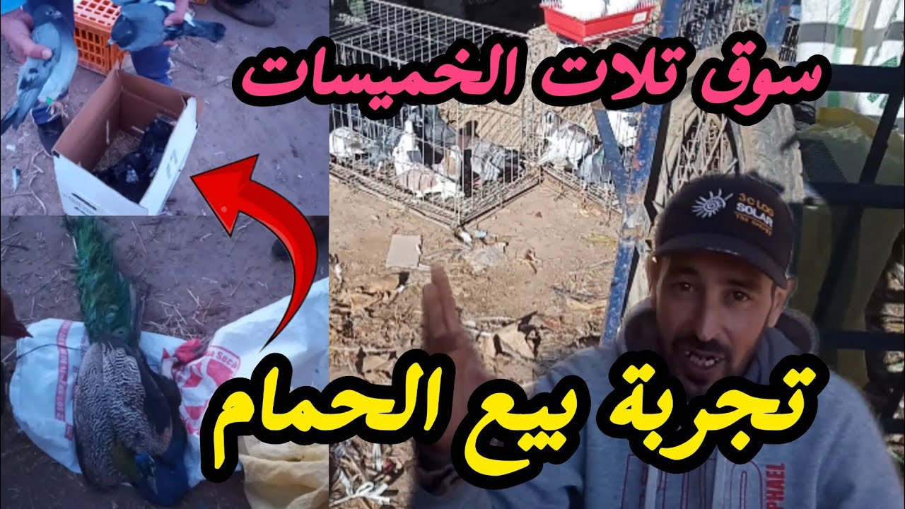 مشيت للسوق تلات خميسات😍 بعت الحمام الزاجل 🕊️وشريت حمام الزينة 🙏طلبا لبعض الإخوان