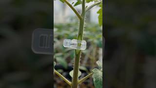 Tomato Plant Grafting Using Clips
