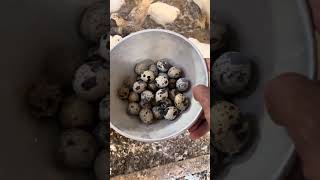 Quails Farming Information #minivlog #information #info #vivia #shorts #birds