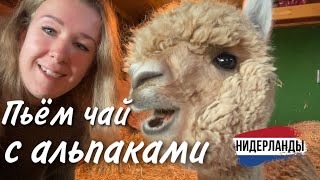 Необычная ферма с альпаками в Нидерландах | Обнимашки с альпаками