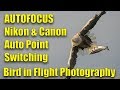Bird Flight Photography Autofocus: AF Point Switching, Nikon Lies and Canon Wins