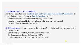 Rose Classification