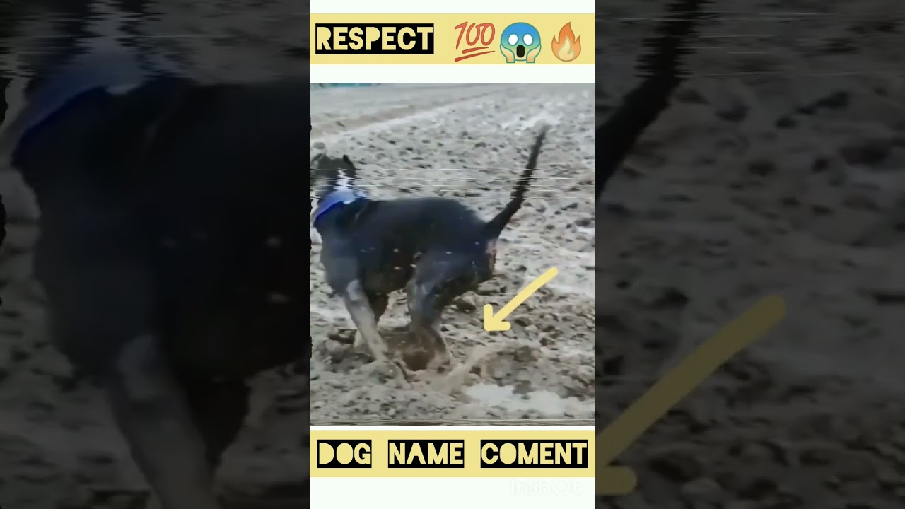 RESPECT 💯😱🔥।। DOG lover video 2023।। 