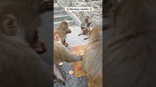 monkey biscuit naubasta 🐒 #monkey #animals #animallife #monkeylife #funny