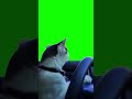 CAR CAT #cats #bs #роблокс #memes #cat #roblox #funny #brawlstars #мем #tiktok