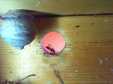 The Wasp nest is growing in week 20 2020 - YouTube
