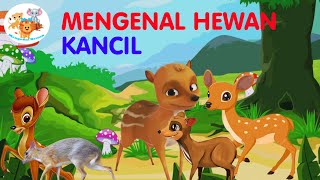 Mengenal Hewan Kancil atau Pelanduk | M-H Mengenal Hewan