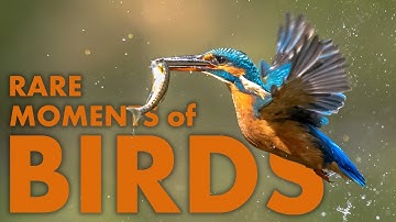 AMAZING LIFE OF BIRDS | Full Wildlife Documentary