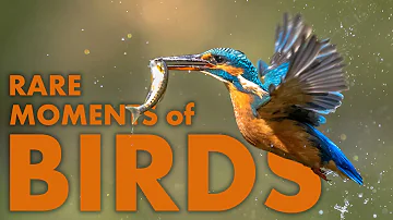 AMAZING LIFE OF BIRDS | Full Wildlife Documentary