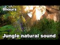 Jungle Natural Sound 8 Hours - Exotic Jungle natural sound for relaxation, meditation and sleep ASMR