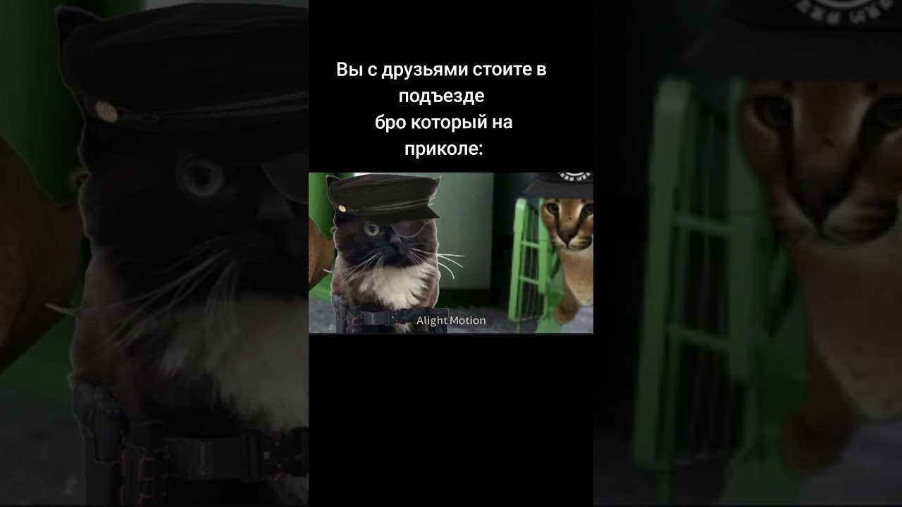 шизофреническая жиза 