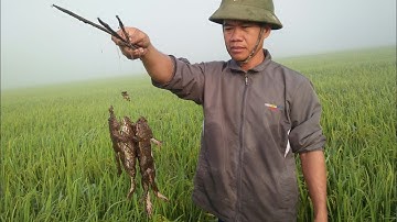 Cấm câu ếch bằng mồi ốc bưu vàng /frap frong/