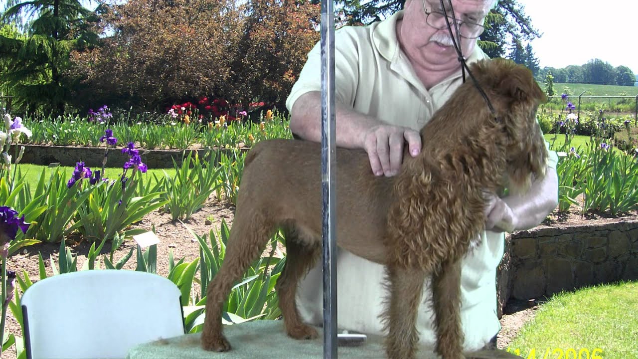 Grooming an Irish Terrier Episode 5 YouTube