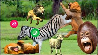 Download Lagu Cow Ringtone || Cute SMS tone || notification ringtone || love message ringtone || SMS Ringtone MP3