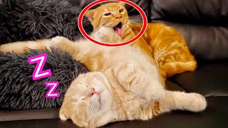 子猫が朝ごはんの時間なのに起きないので必死に起こす兄猫。【短足マンチカン】