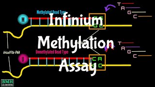 Infinium Methylation Assay | Illumina Methylation Assay |