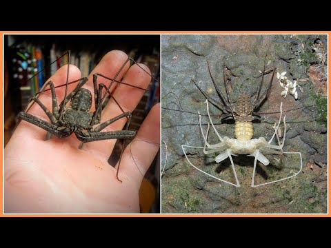 Tailless Whip Scorpion 🕷️ | The Creepy Crawler You'll Love