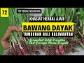 BAWANG DAYAK - HERBAL AJAIB ASLI KALIMANTAN - RAMUAN AMPUH ORANG DAYAK ATASI PENYAKIT, herbal  top