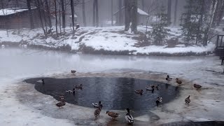 Как живут Утки на зимнем озере?