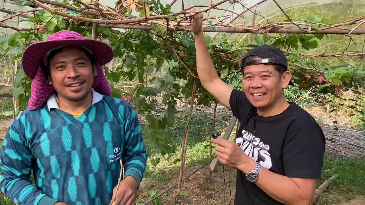 ปลูกองุ่นงามดี แต่ไม่มี​ลูกเพราะไม่เคยตัดแต่ง -วันนี้ลุงแป๊ะจะมาเผยเคล็ดไม่ลับการแต่งกิ่ง!