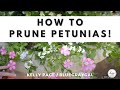 How to Care for Petunias