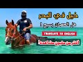 خيل في البحر | معلومات !