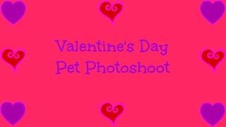 Valentine's Day Pet PhotoShoot!